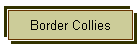 Border Collies